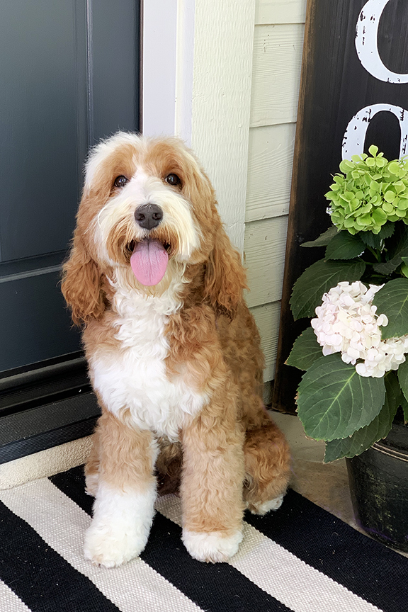 Faithful Doodles Home About Us Doodle Info Labradoodles Goldendoodles Puppies Pricing & Guarantee FD Store Blog Contact Us Santa Clarita, CA faithfuldoodles@hotmail.com Please visit full version of our site for more details on each dog ...